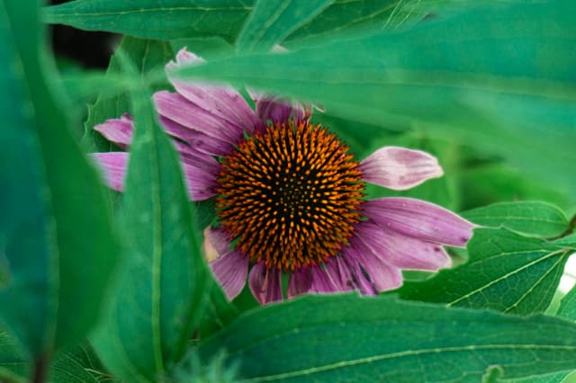 A pink wildflower surrounded by lush green leaves