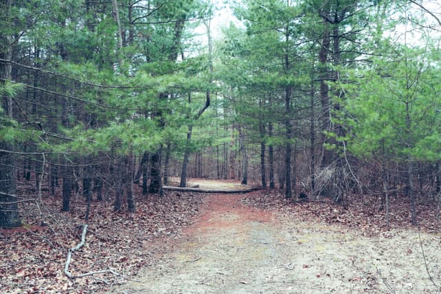 A forest path surrounded by tall trees with green foliage and a ground covered in fallen leaves