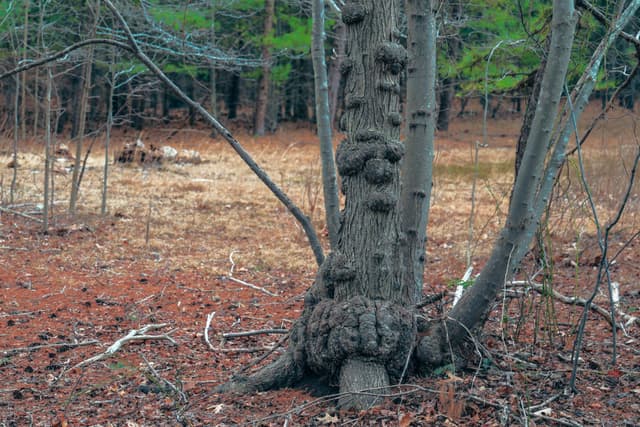 A tree with a large, knobby growth at its base, surrounded by a forest floor covered in fallen leaves and sparse vegetation