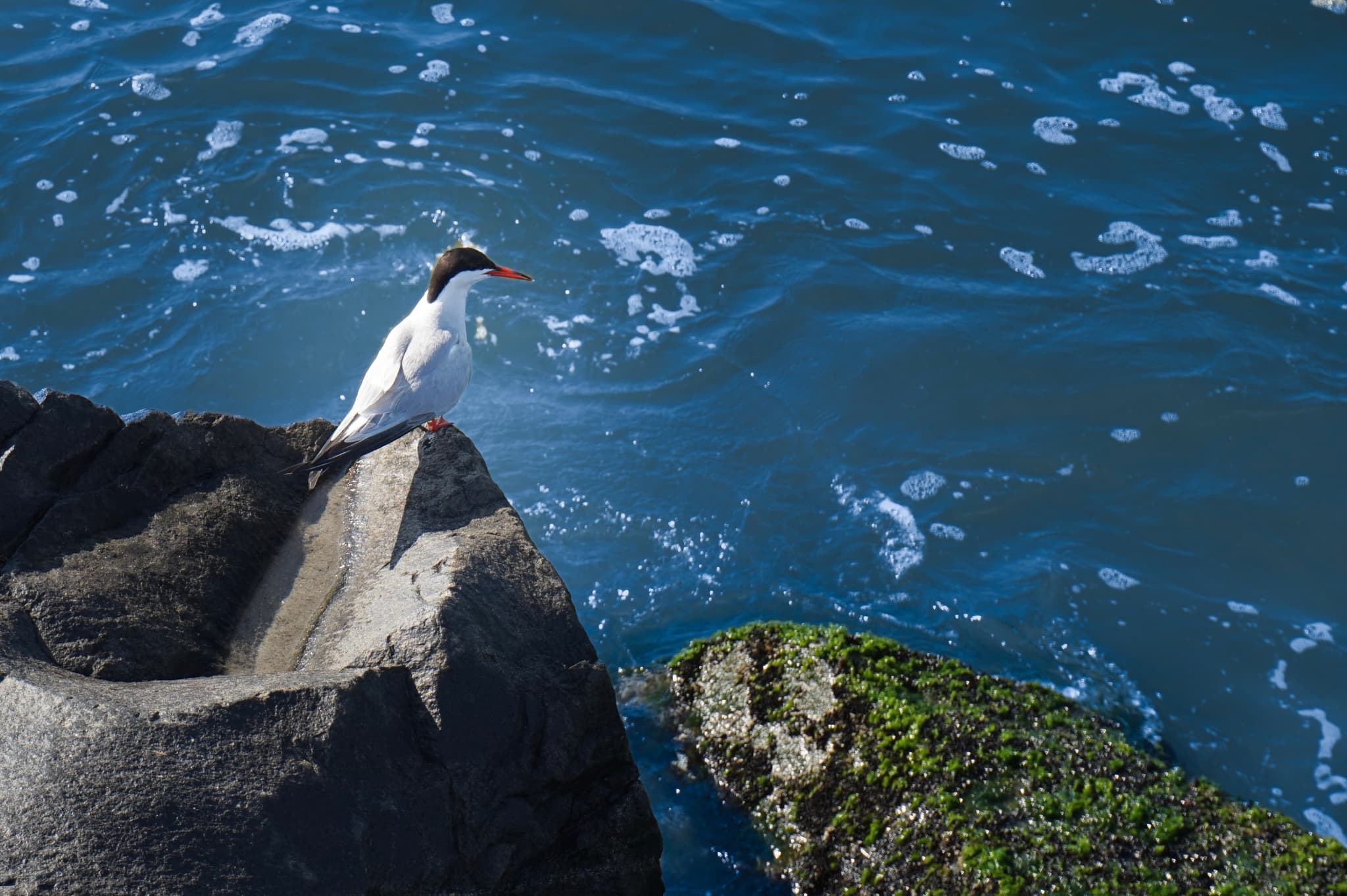 A bird standing on a rocky ledge by the water, with waves gently lapping against the rocks