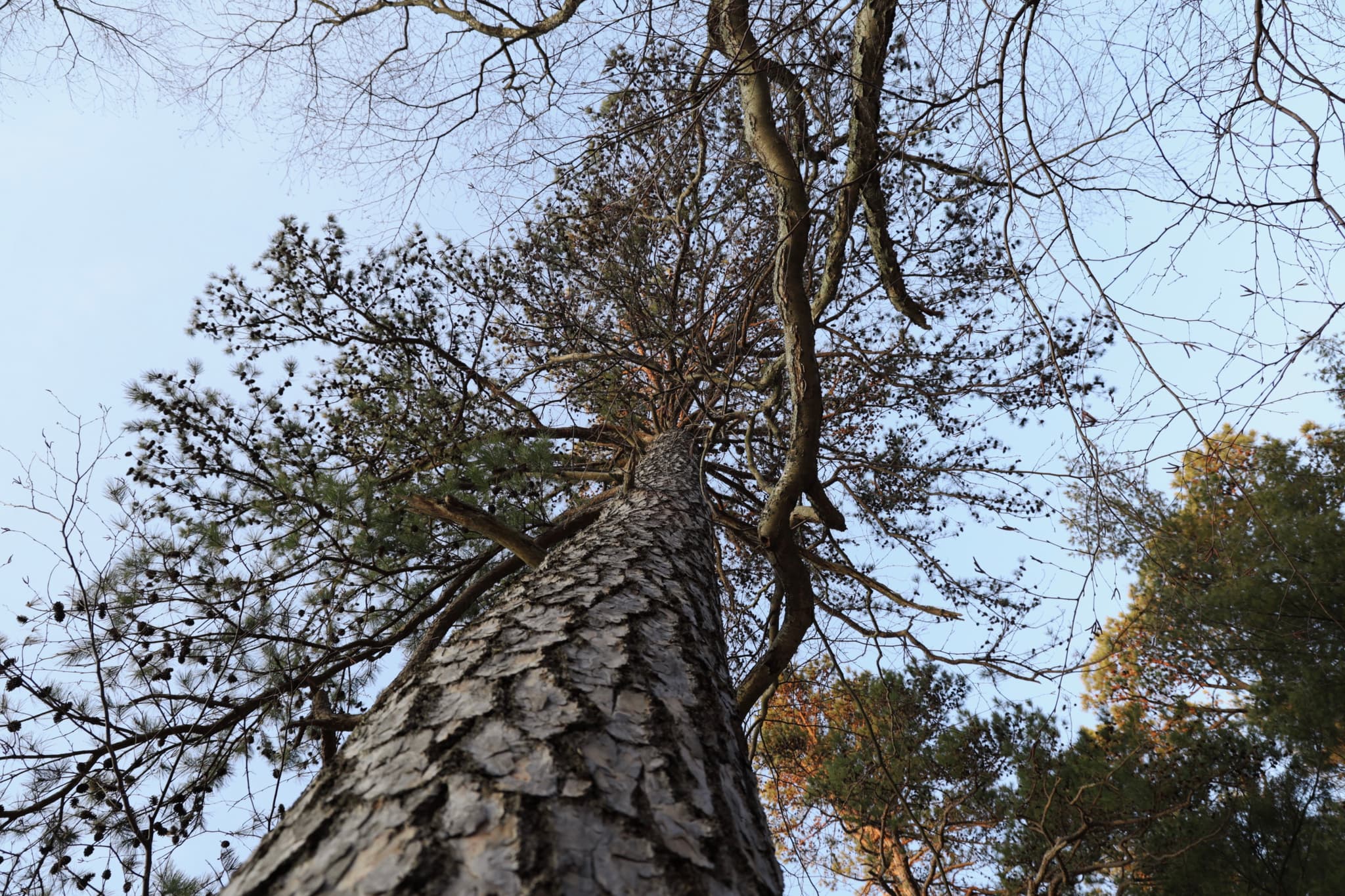 A tall tree viewed from the base, with a textured trunk and branches extending into the sky