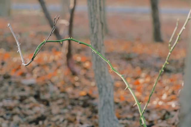 A thin, green, thorny branch with a few small twigs extends in front of a blurred background of trees and fallen leaves