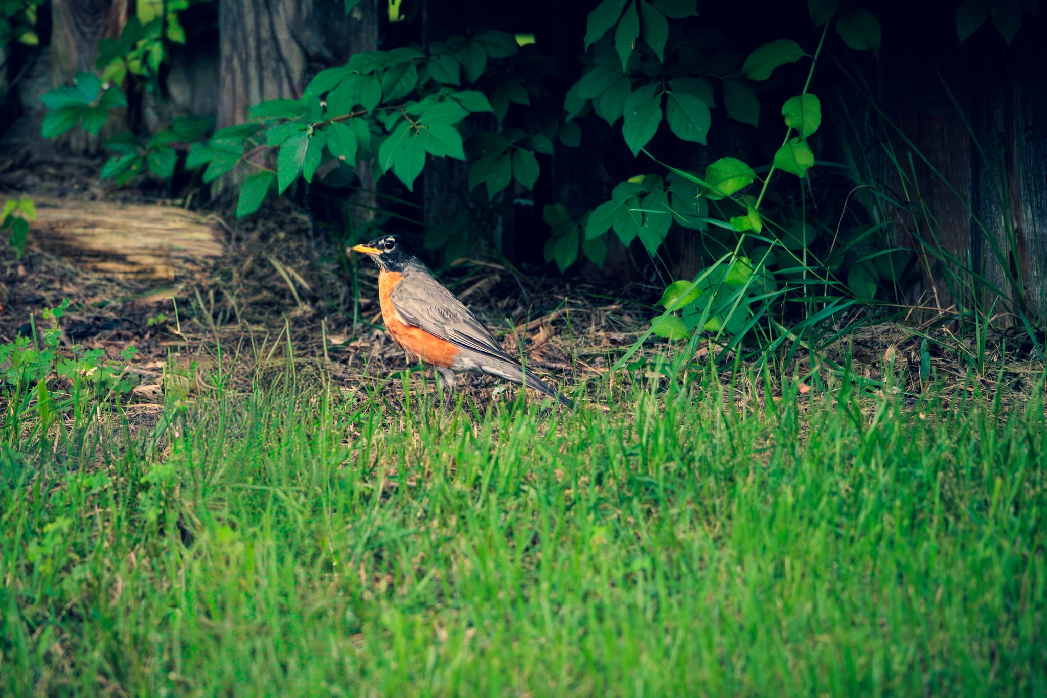 A bird resting on grass near a wooden fence, surrounded by green foliage