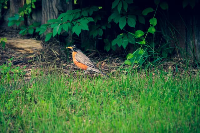A bird resting on grass near a wooden fence, surrounded by green foliage