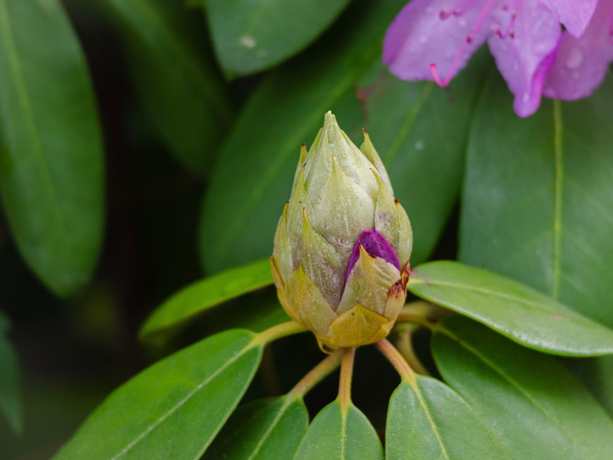 A close-up of a rhododendron bud starting to open, surrounded by green leaves and partially visible purple flowers in the background