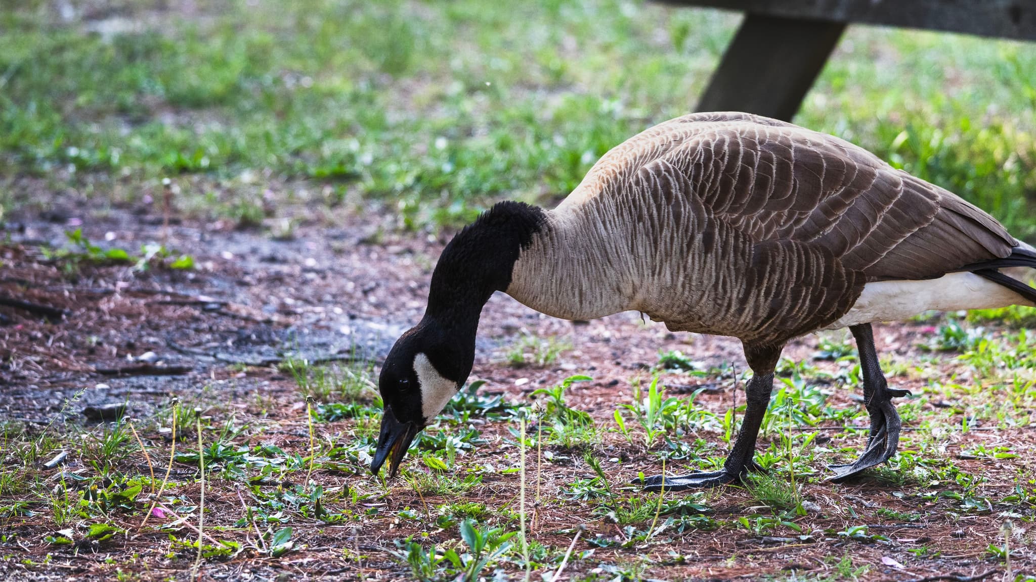 A Canada goose pecking at the ground near a bench in a grassy area