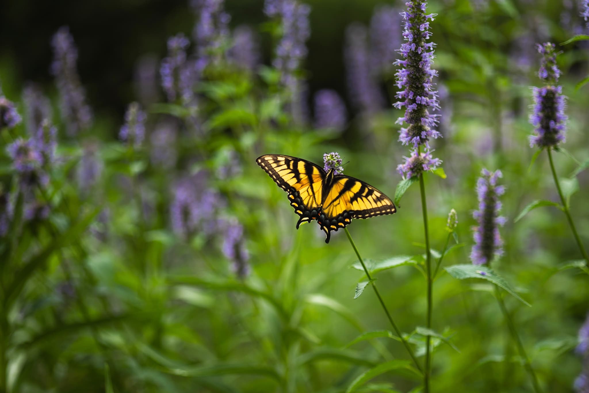 A yellow and black butterfly perched on a plant surrounded by purple flowers and green foliage