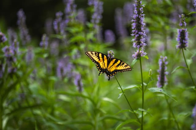 A yellow and black butterfly perched on a plant surrounded by purple flowers and green foliage