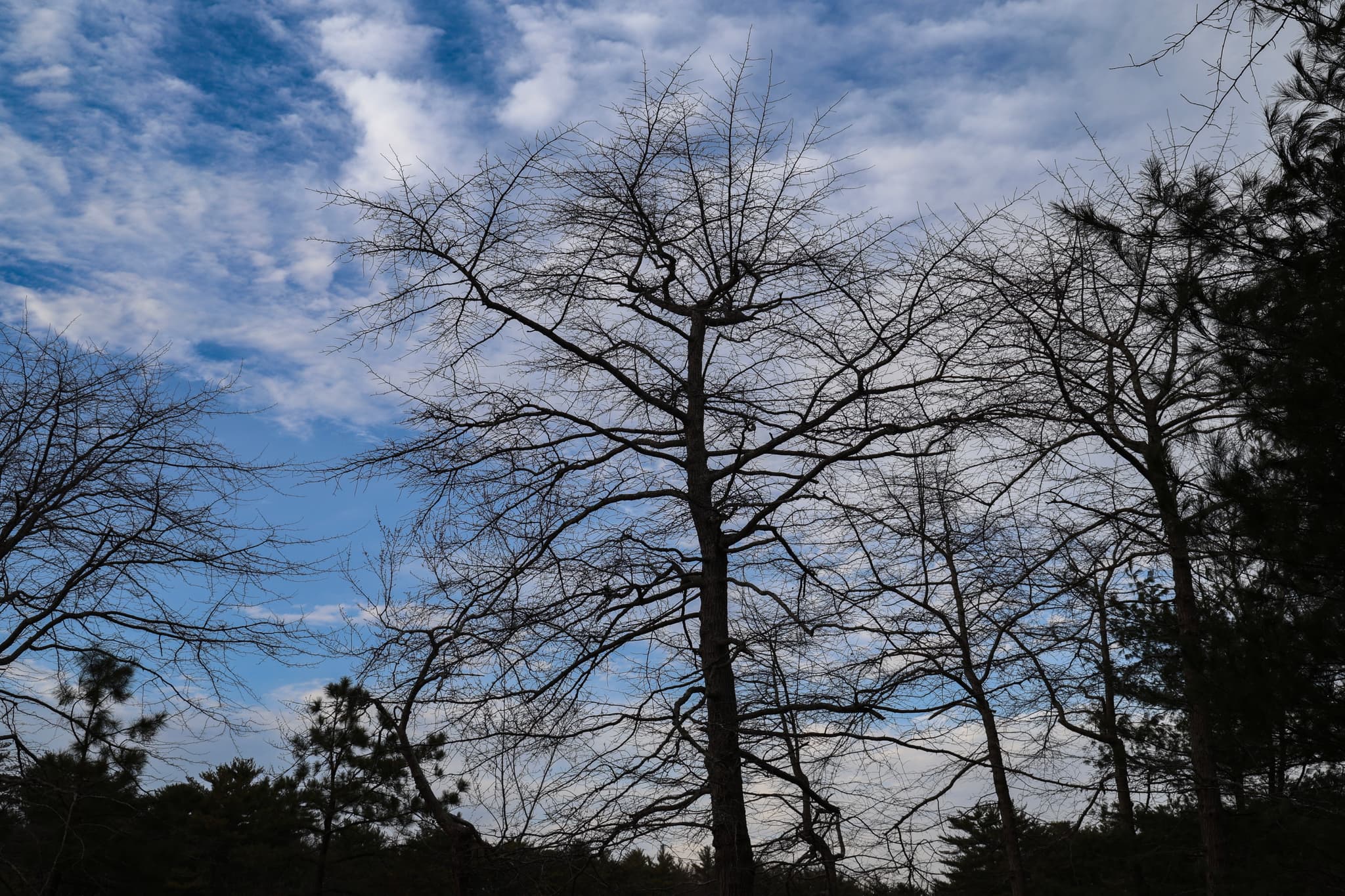 A silhouette of leafless trees against a partly cloudy blue sky